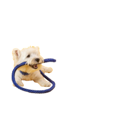 Suņu pavadas